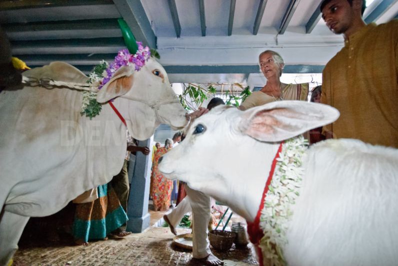 1326738179-pongal-harvest-festival-is-celebrated-in-tiruvannamalai_1006001