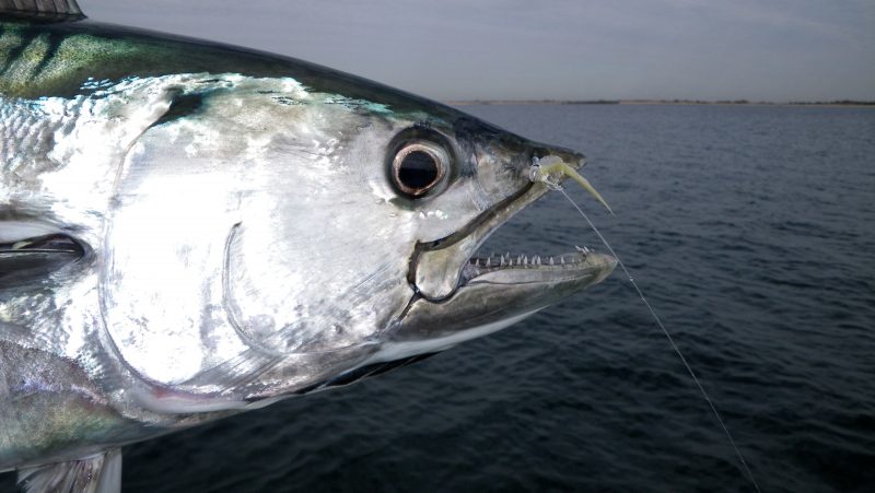 tuna fish